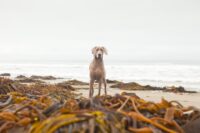 Why Does My Dog Smell Like Fish?