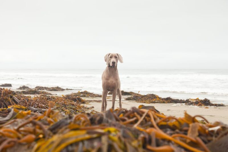 Kelp for Dogs Benefits and Uses Great Pet Care
