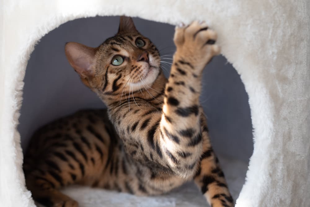 Cat playing in their cat cave