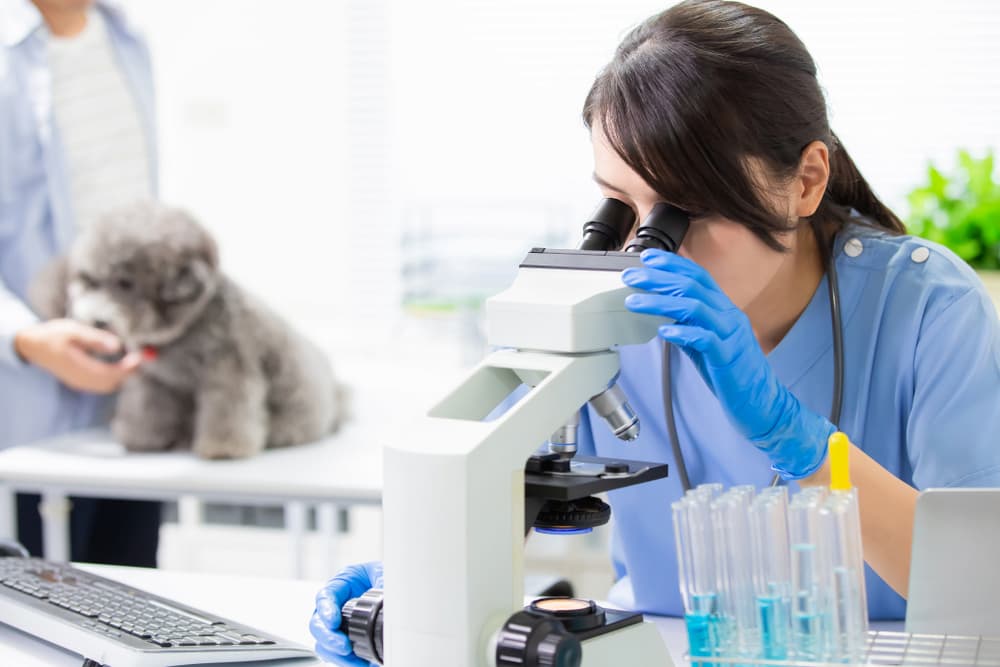 Veterinarian examining slide under microscope