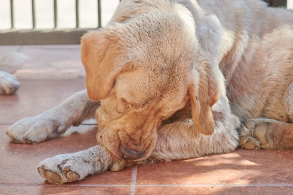 Dog chewing on an irritated histiocytoma