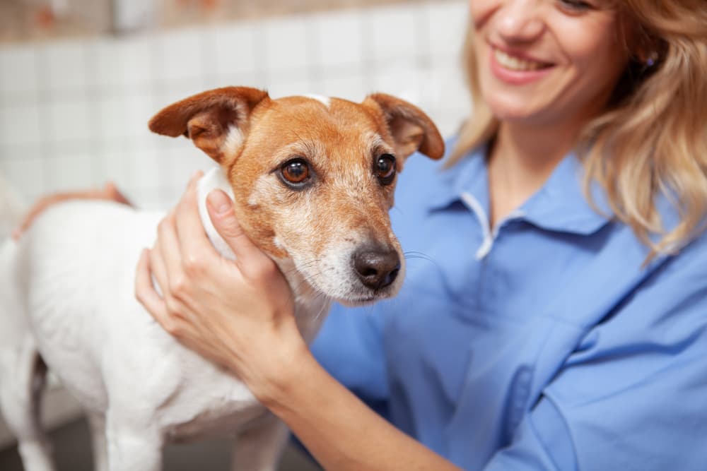 Veterinarian with senior Jack Russell