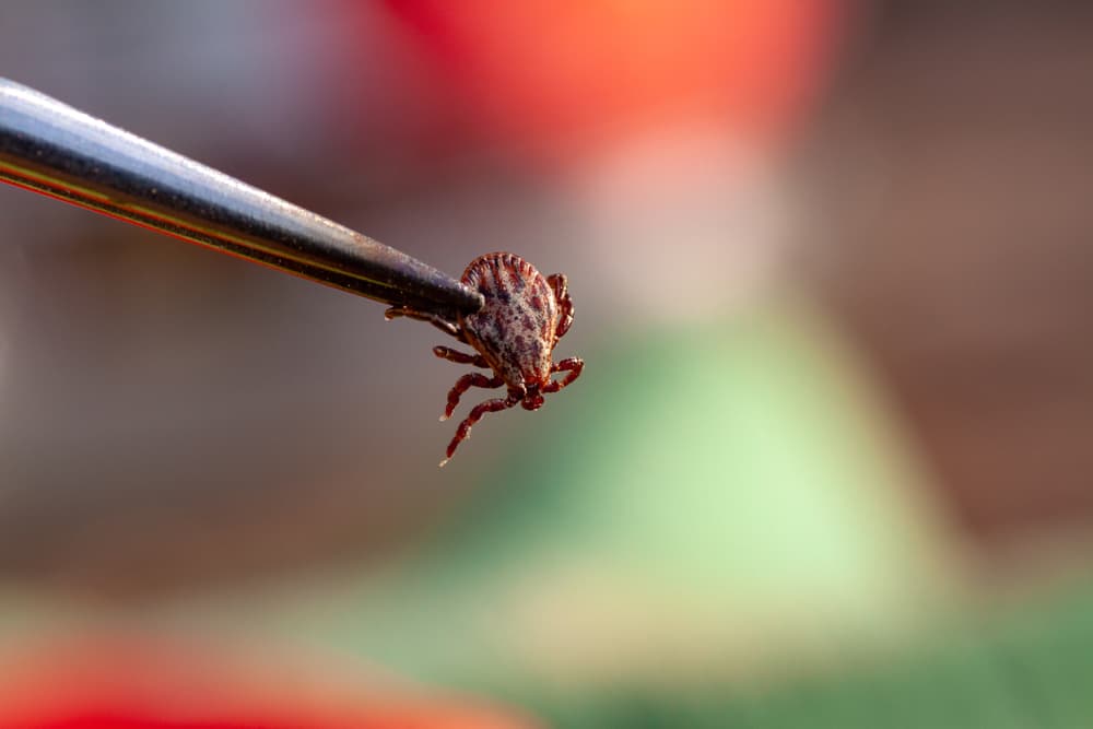 Long star tick held up with tweezers