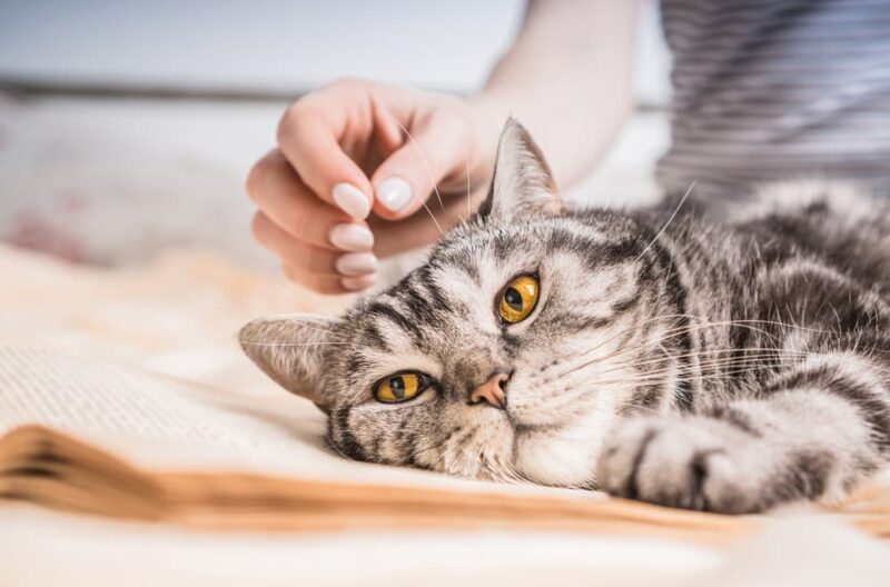 Doxycycline for Cats Great Pet Care