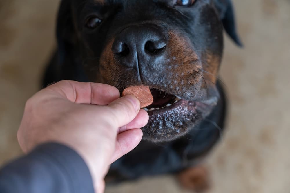 Pet owner giving their dog flea and tick chew