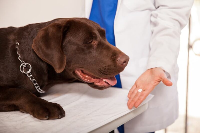 Prednisone for Dogs Great Pet Care
