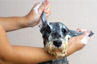 Why Does My Dog Smell Like Fish?