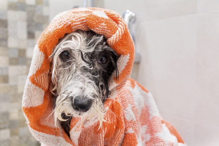 How Often Should You Bathe Your Dog? Great Pet Care