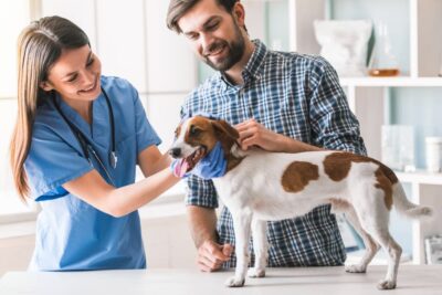 Cod Liver Oil for Dogs: Benefits and Uses | Great Pet Care