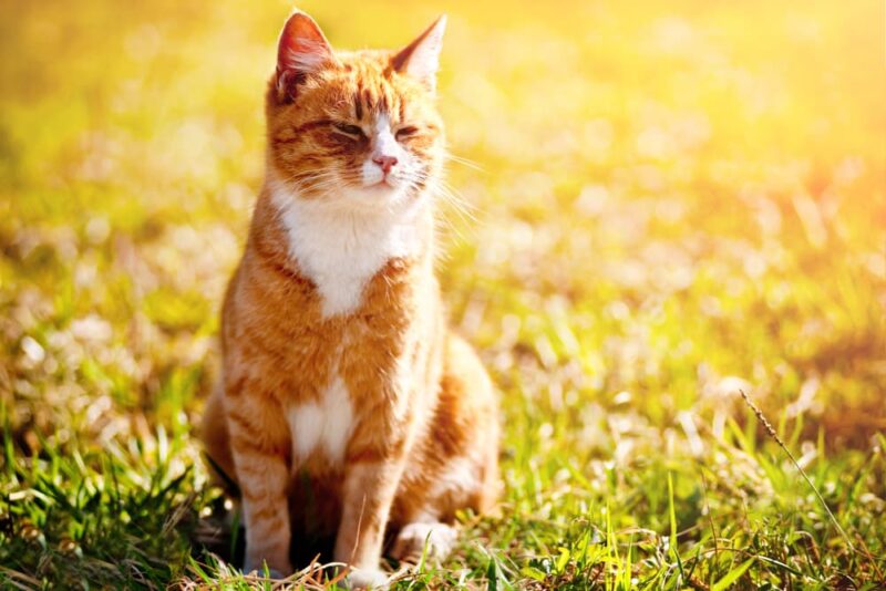 Warbles in Cats | Great Pet Care