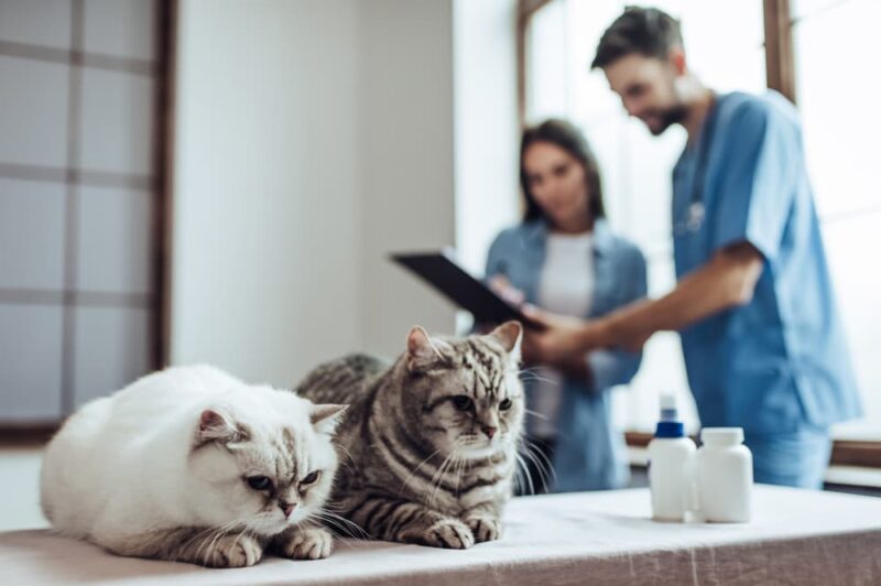 Doxycycline for Cats Great Pet Care