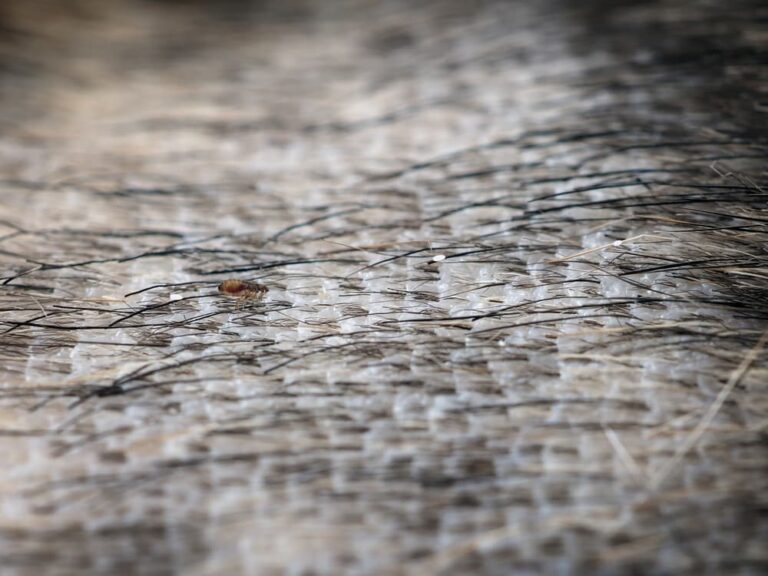 Flea Eggs 10 Common Questions Answered Great Pet Care