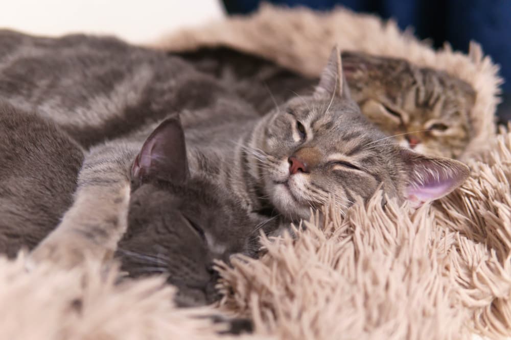 Two cats in a home in their cat bed