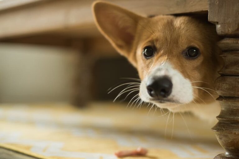 corgi hiding under table