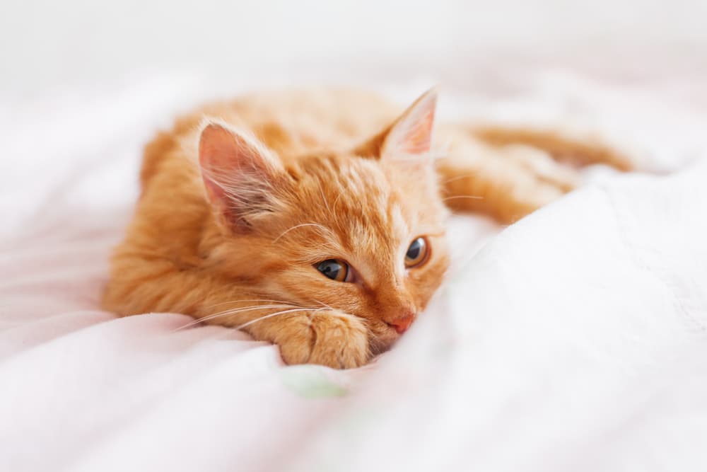 Cat looking at owner laying in bed