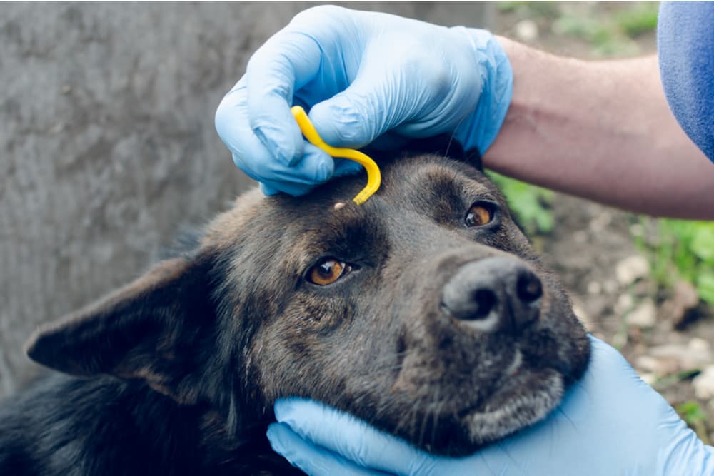 Dog having a tick removal