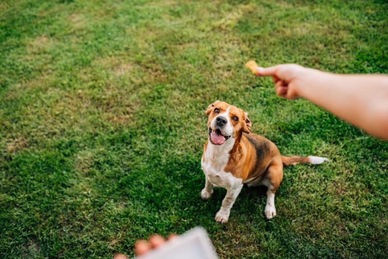 6 Reasons Your Dog Won’t Come When Called Great Pet Care