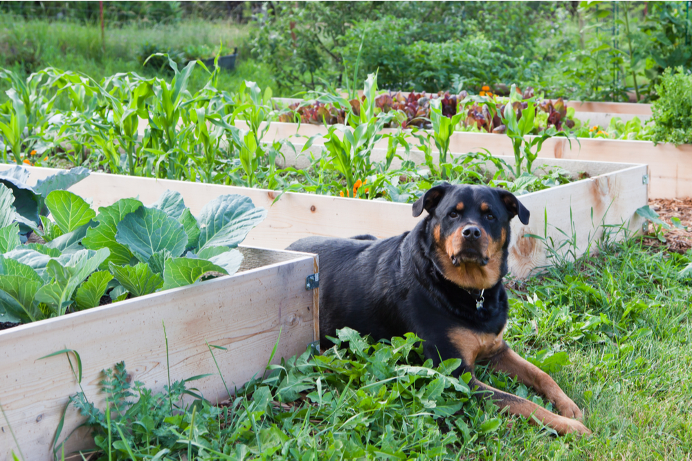 are cauliflower good for dogs