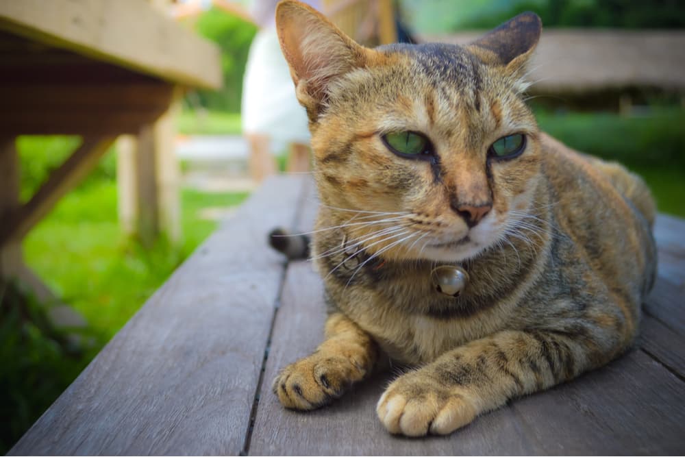 Cat laying on a bench outdoors