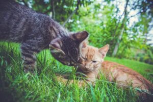 Why Do Cats Groom Each Other? Great Pet Care