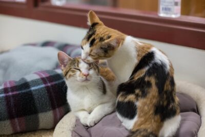 Why Do Cats Groom Each Other? Great Pet Care