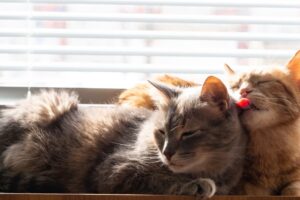Why Do Cats Groom Each Other? Great Pet Care
