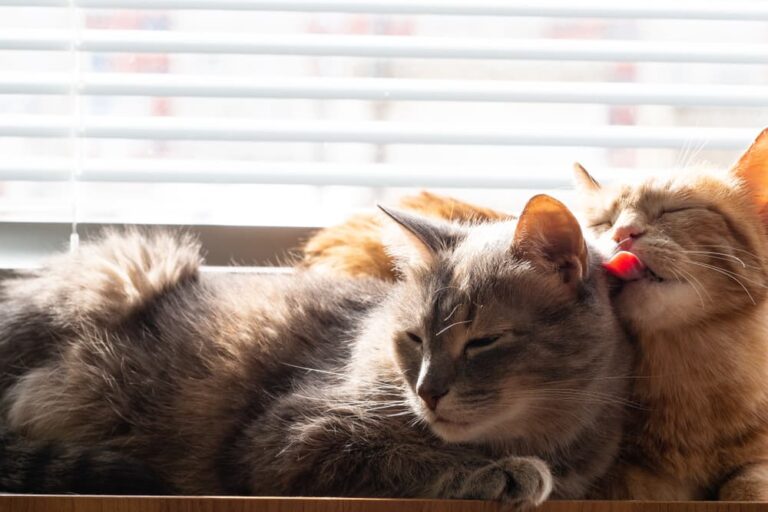 Two cats sitting on a window sill one grooming the other