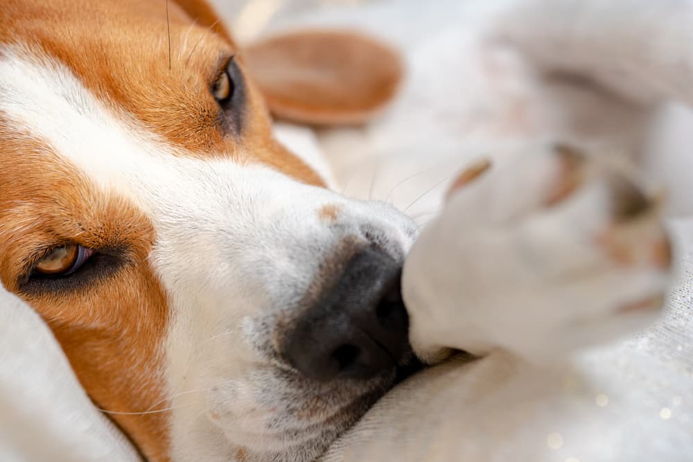 Sick and tired beagle laying on a couch