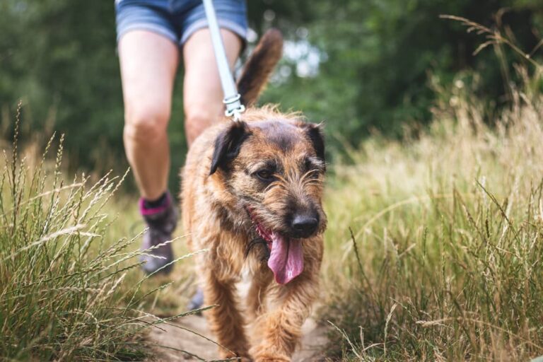 Dog hiking on a path with owner