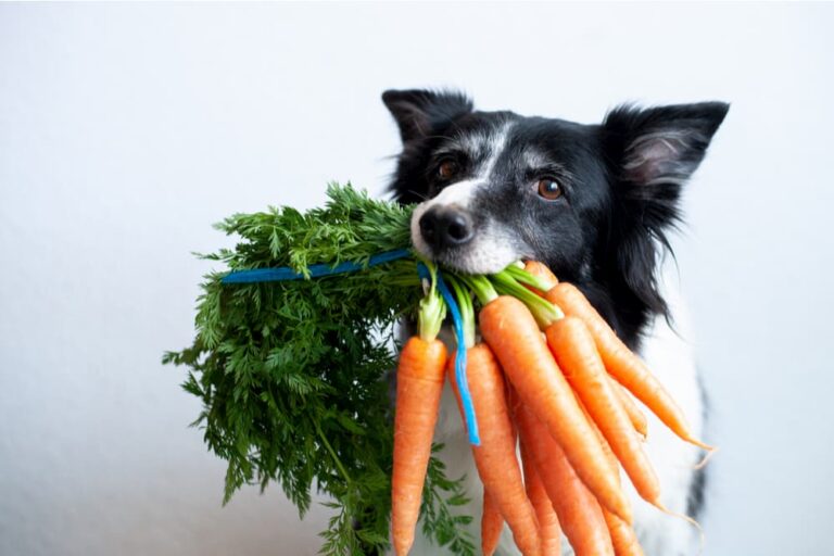 What veggies store can dogs eat