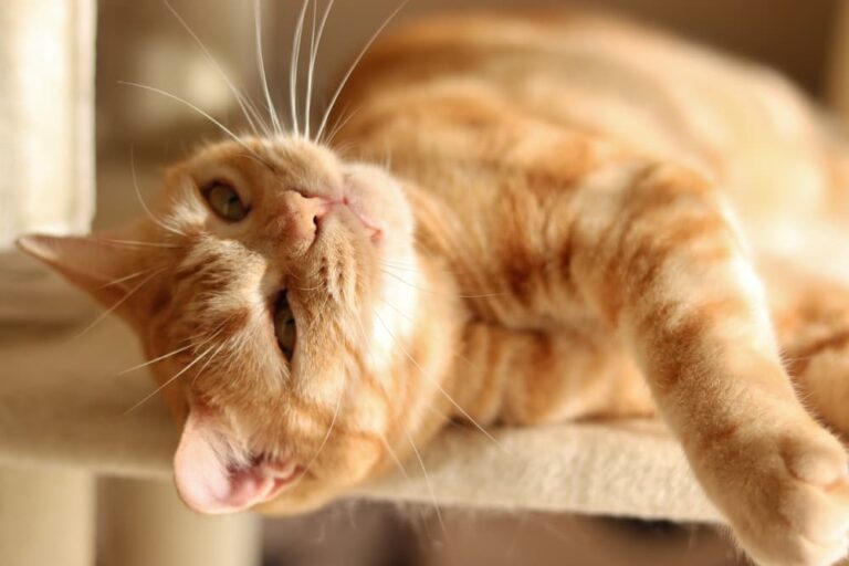 Cat wheezing laying on a cat tree