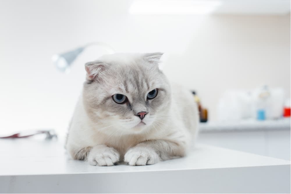 Cat waiting at a vet for medication