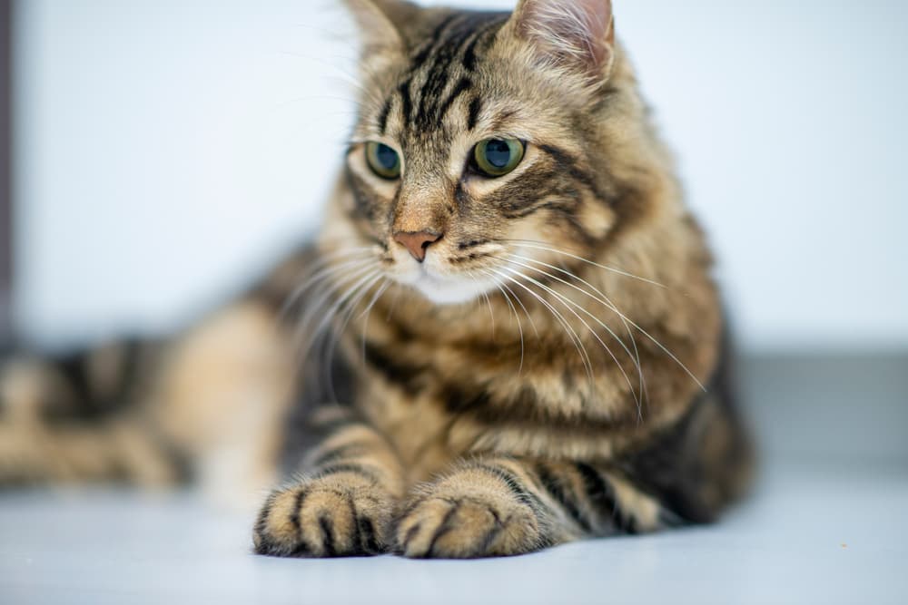 Liver Disease in Cats Great Pet Care