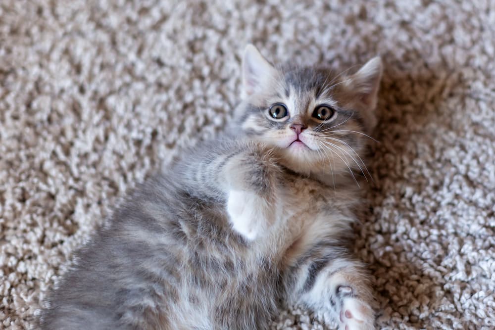 Kitten laying on carpet