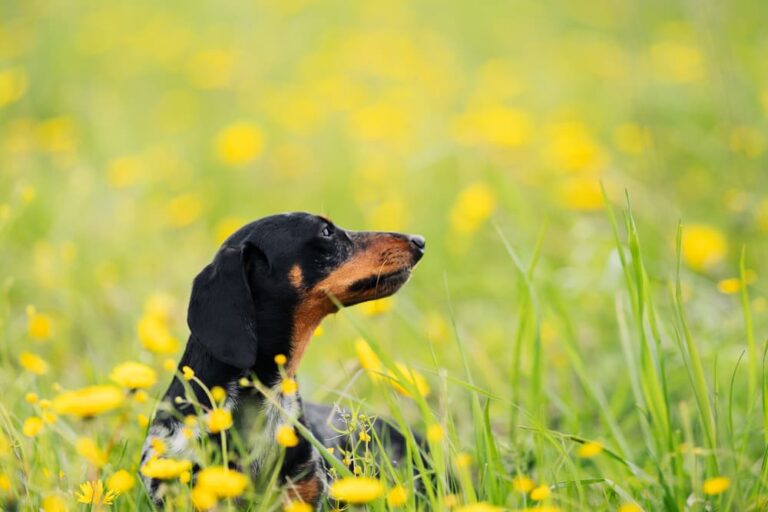 Dog sitting in grass looking away from owner