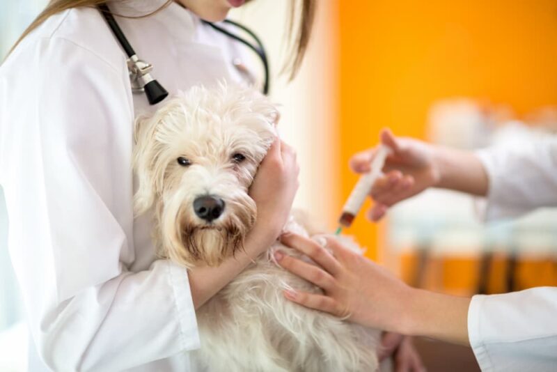 Leptospirosis Vaccine for Dogs Great Pet Care