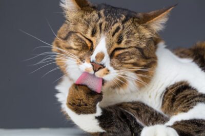 Why Do Cats Groom Each Other? Great Pet Care