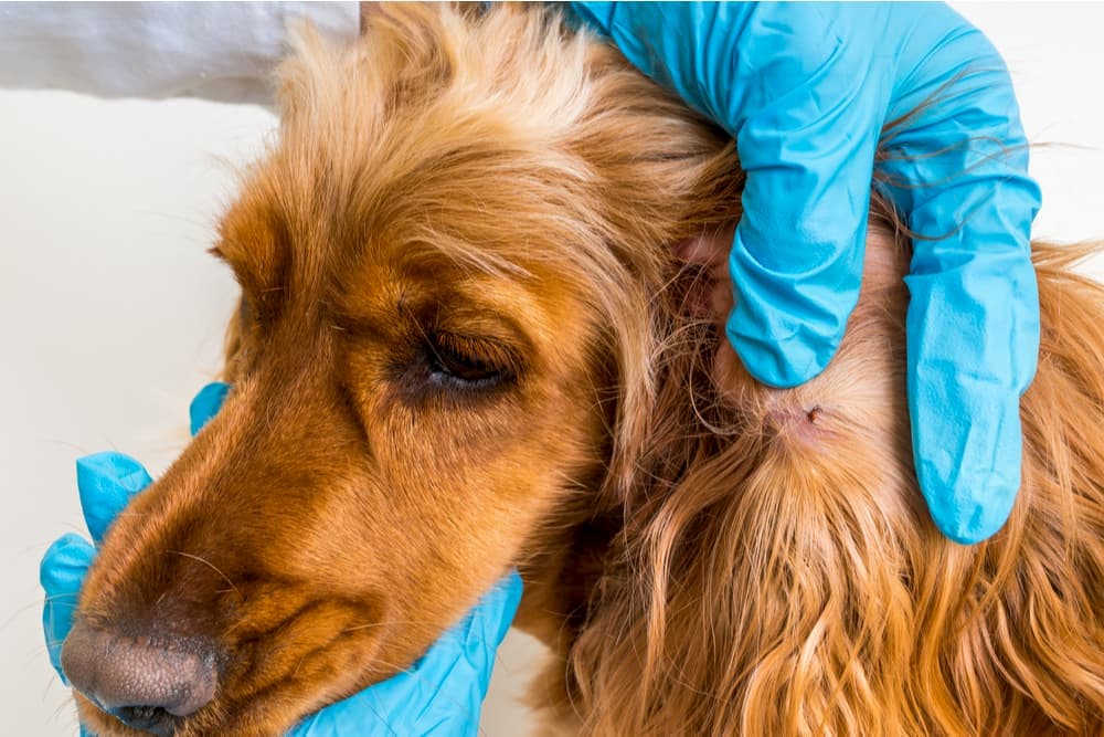 Wearing gloves while removing a tick from a dog