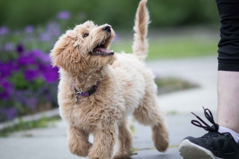 6 Reasons Your Dog Won’t Come When Called Great Pet Care
