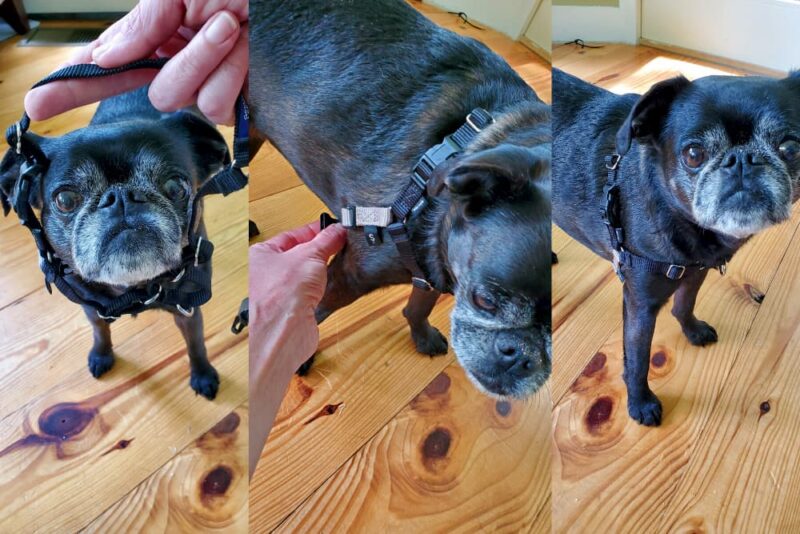 How to Put a Harness on a Dog Great Pet Care