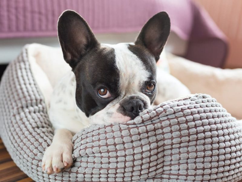 Calming Dog Beds Do They Work? Great Pet Care