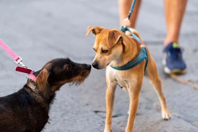 6 Ways to Stay Safe While Walking Your Dog