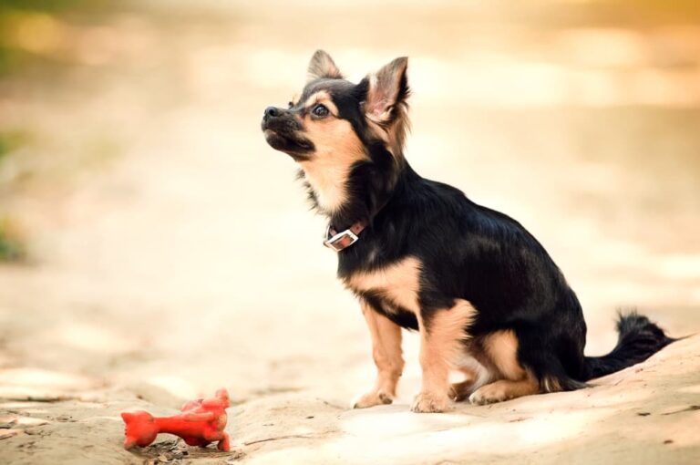 dog sits at park