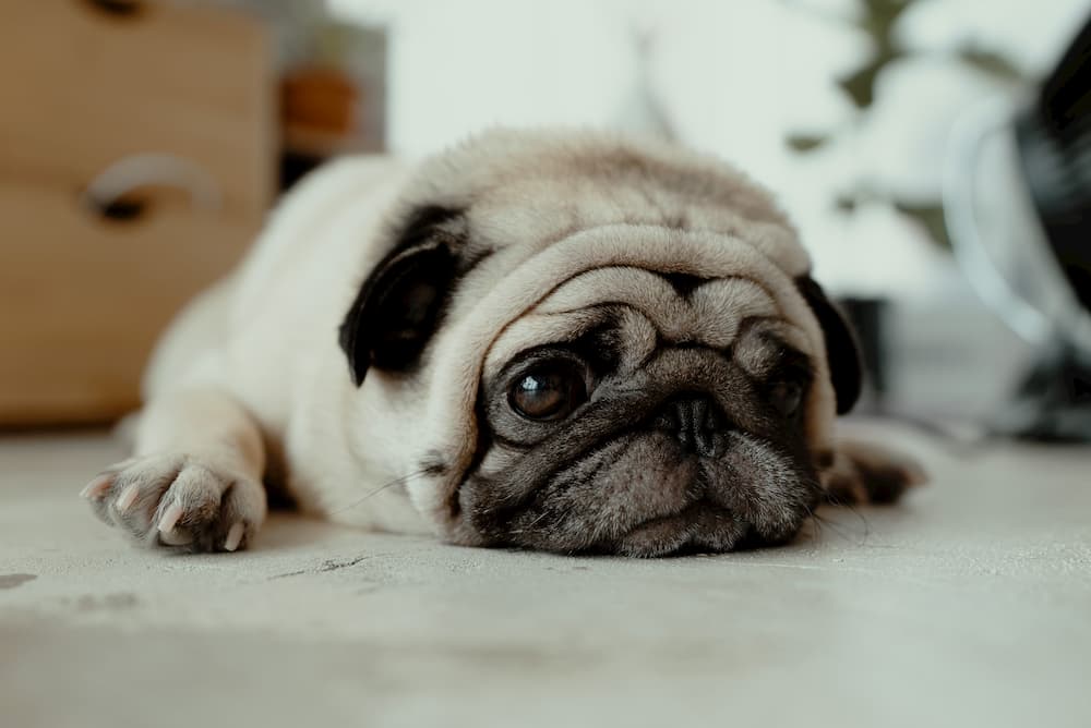 sad pug lying on floor