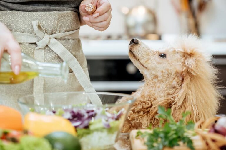 Dog looking up at owner while they are pouring olive oil