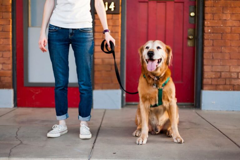 How to Put a Harness on a Dog Great Pet Care