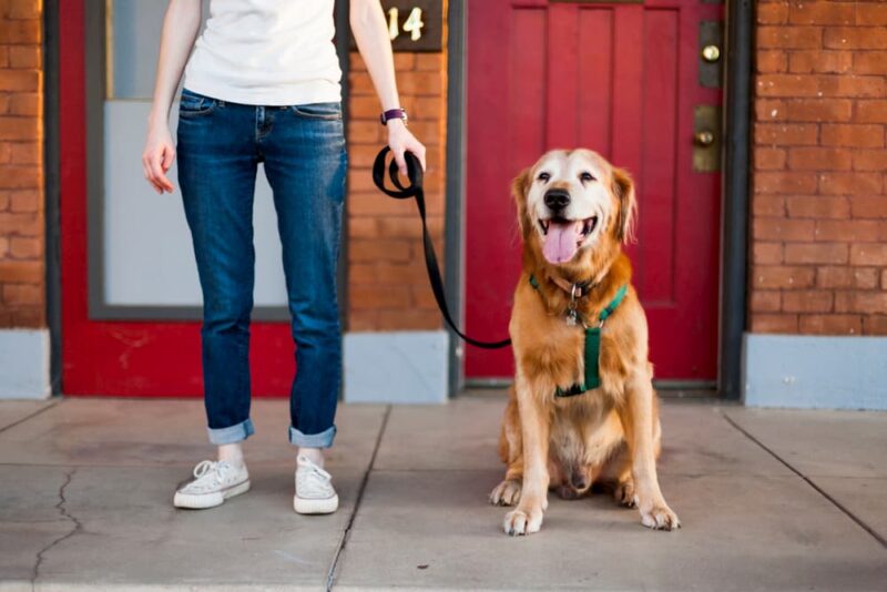 How to Put a Harness on a Dog Great Pet Care