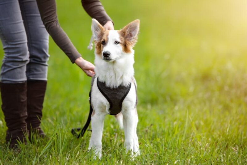 How to Put a Harness on a Dog Great Pet Care