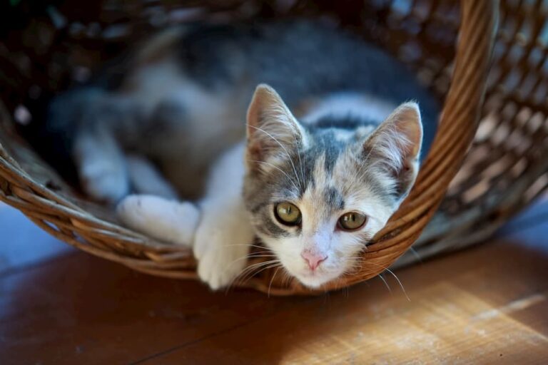 10 Things to Avoid When Leaving Your Cat Alone Great Pet Care