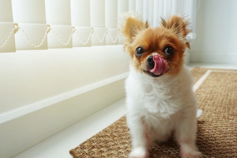 Why Do Dogs Lick Their Lips? Great Pet Care